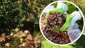 Odpowiednie zabezpieczenie przed mrozem sprawi, że hortensje zakwitną w przyszłym roku.