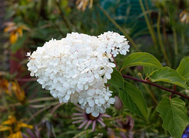 Nie wszystkie gatunki hortensji są w pełni mrozoodporne