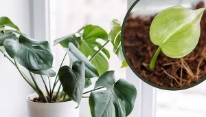 Wbrew pozorom samodzielne rozmnażanie monstery jest dziecinnie proste.