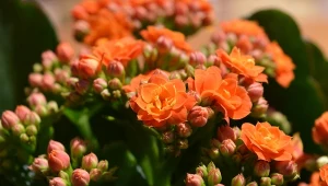 Kalanchoe to efektowna roślina, która swoim urokiem potrafi oczarować każdego miłośnika zieleni.