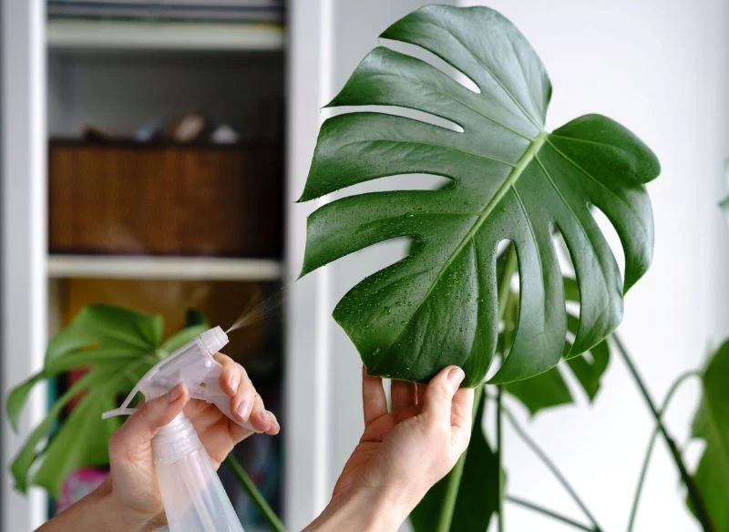 Roślina mateczna, z której pozyskujemy sadzonki monstery, musi być duża i zdrowa