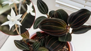 Storczyk jubilerski to urokliwa roślina o efektownych liściach i drobnych kwiatach.