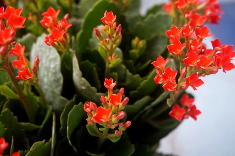 Uprawa kalanchoe w domu nie jest trudna