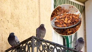 Gołębie na balkonie lub parapecie mogą wywołać wiele problemów. Sprawdź, jak się ich pozbyć.