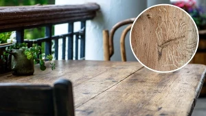 Kornik to jeden z najpopularniejszych gatunków szkodników drewna na świecie.