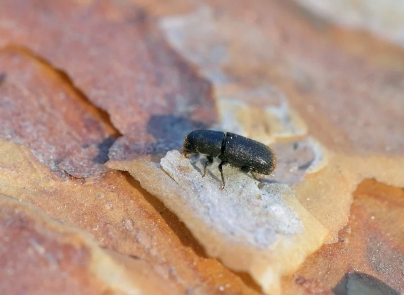 Korniki niszczą zarówno stare, jak i młodsze elementy konstrukcji drewnianych