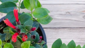 Aeschynanthus (lipstick plant) to wyjątkowa roślina o oryginalnych kwiatach.