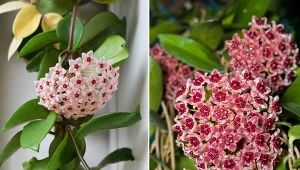 Hoja – konkurencja dla storczyka. Jak pielęgnować i rozmnażać kwiat biedy?