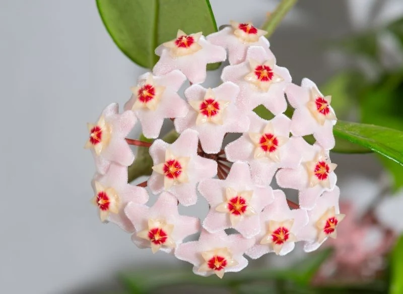 Kwiaty hoi wyglądają jak odlane z wosku