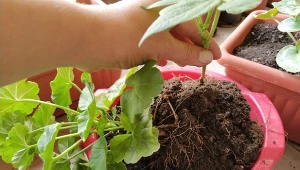 Pelargonia to jedna z tych roślin, której nie można zostawić na zewnątrz na zimę.