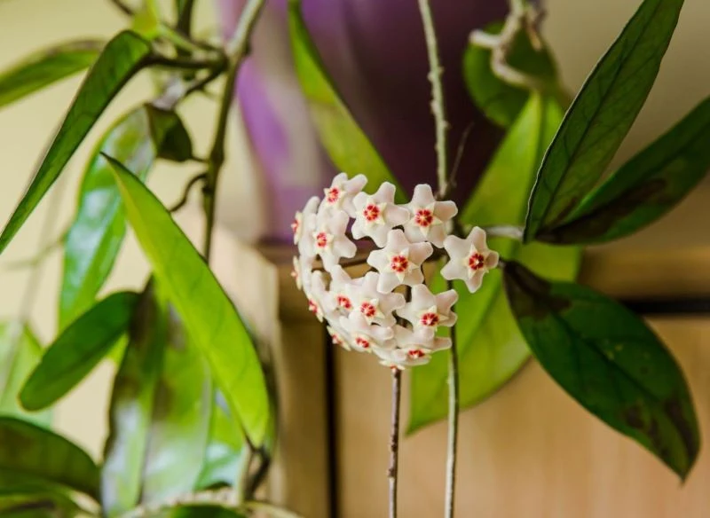 Choć hoja nie wymaga wiele uwagi, wygląda zjawiskowo