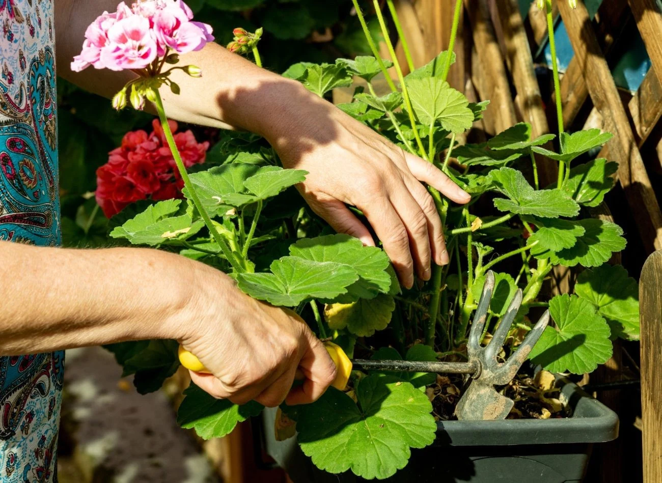 Sadzonkowanie to skuteczna metoda zimowania wielu roślin, np