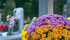 Zanim położysz chryzantemy na grobie, dowiedz się, co symbolizuje ich kolor.