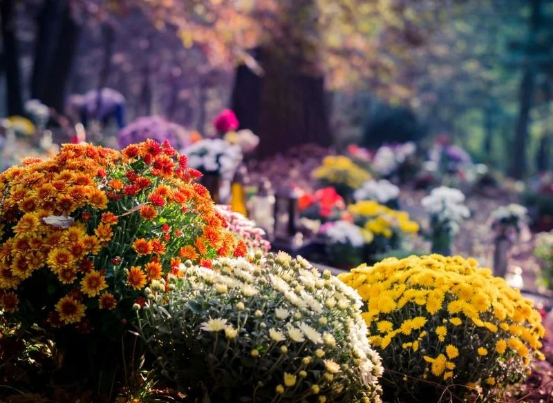 Chryzantemy, podobnie jak inne kwiaty, mają ukryte znaczenie