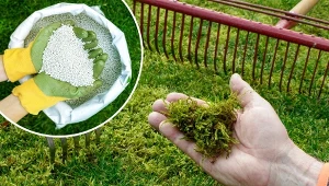 Pamiętaj o tym zabiegu jesienią, a mech z trawnika zniknie jak ręką odjął.