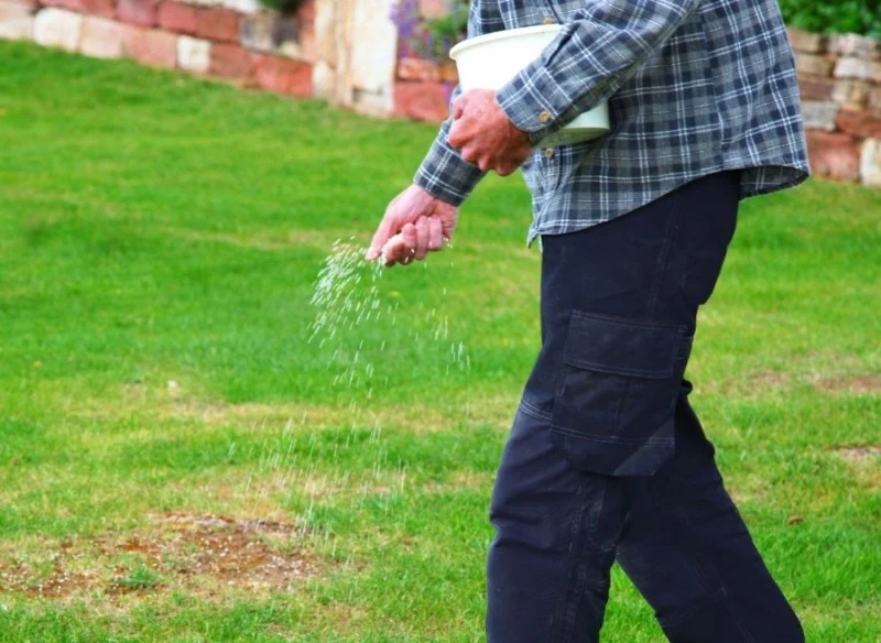 Wapnowanie trawnika możemy wykonać wiosną lub jesienią