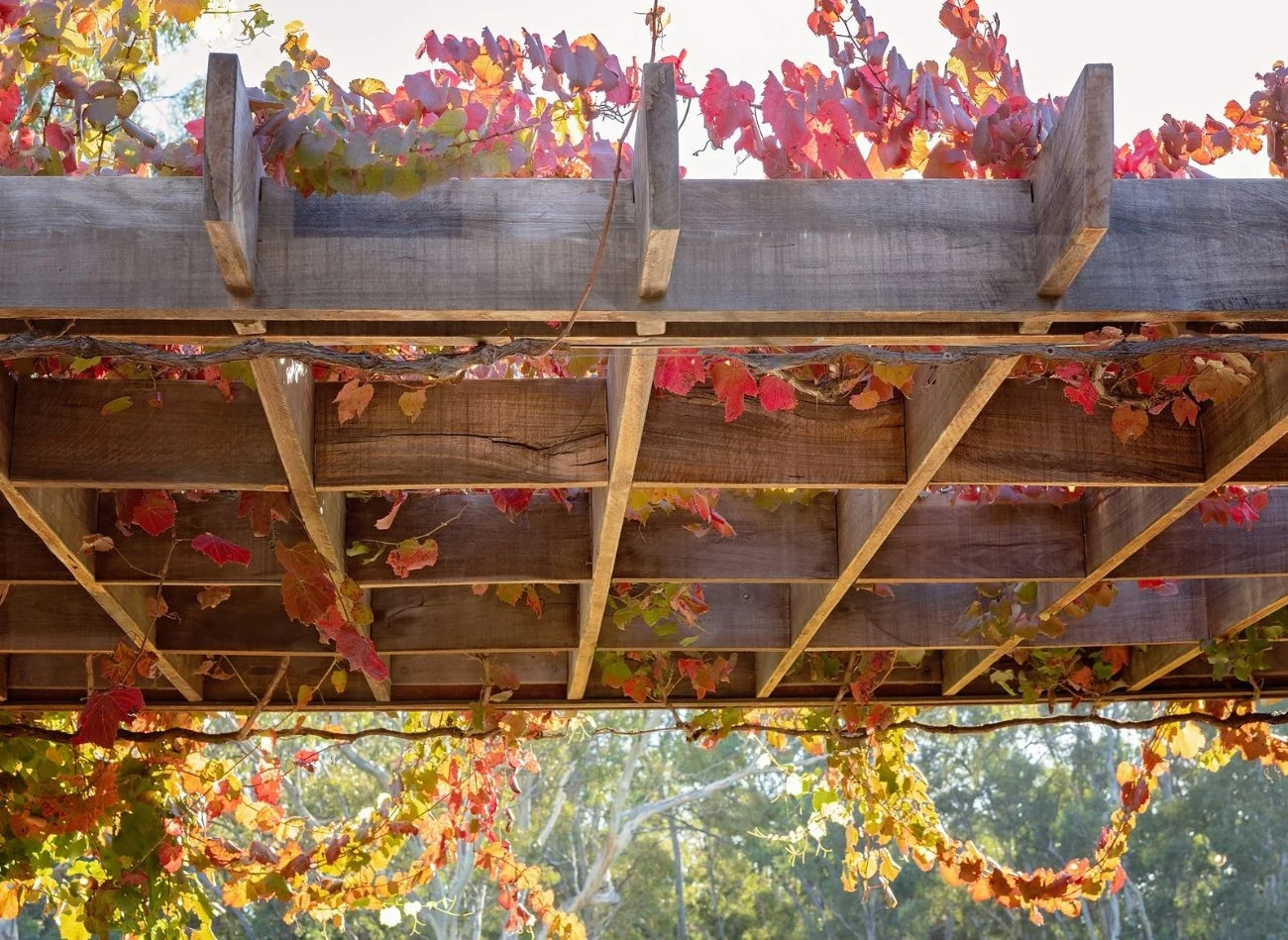 Winorośl japońska to doskonała ozdoba płotów, altanek, pergoli