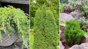 Mamy do wyboru wiele ozdobnych jałowców, które są zróżnicowane pod względem pokroju oraz wysokości.