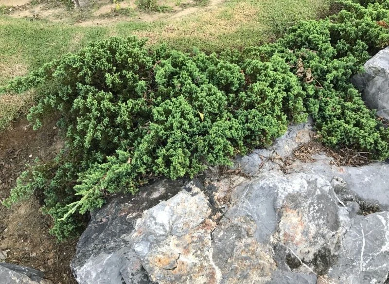 Płożące odmiany jałowców są doskonałe do zadarniania