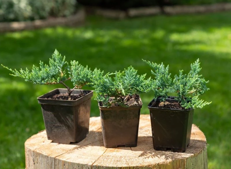 Młode jałowce sadzimy w gruncie na głębokość równą wysokości donicy