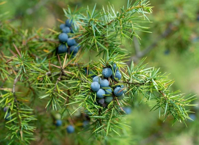 Szyszkojagody jałowca pospolitego mają dobroczynne właściwości