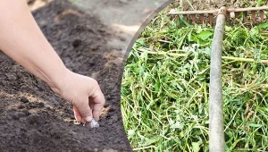 Jak sadziły czosnek nasze prababki?