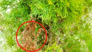 Licinek to groźny szkodnik, który atakuje drzewa i krzewy iglaste.