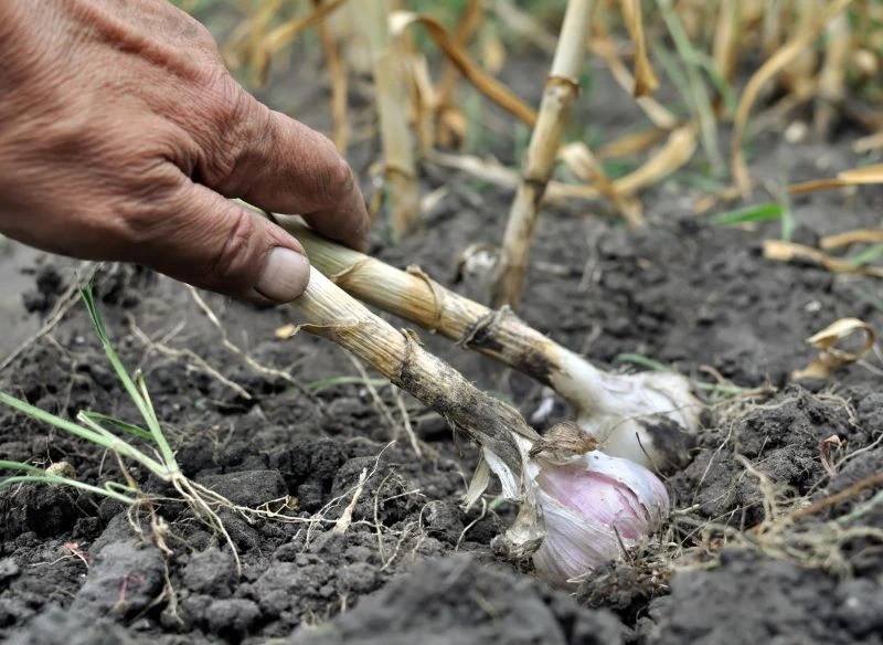 Posadź czosnek jesienią, aby latem zebrać imponujących rozmiarów główki