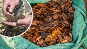 Ziemia liściowa znajduje liczne zastosowania w ogrodzie. Sprawdź, jak i z jakich liści ją przygotować.
