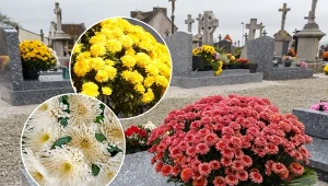 Chryzantemy to popularne kwiaty cmentarne, jednak tylko niektóre gatunki będą najtrwalsze.
