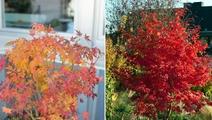 Klon palmowy może być z powodzeniem uprawiany zarówno w gruncie, jak i w donicy.