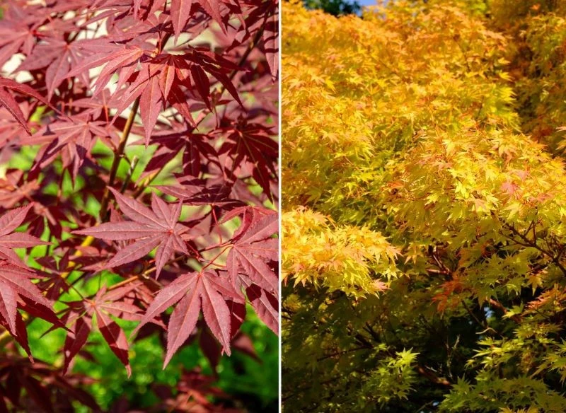 Z lewej widzimy klon palmowy 'Atropurpureum', z prawej zaś starą odmianę 'Sango-kaku'