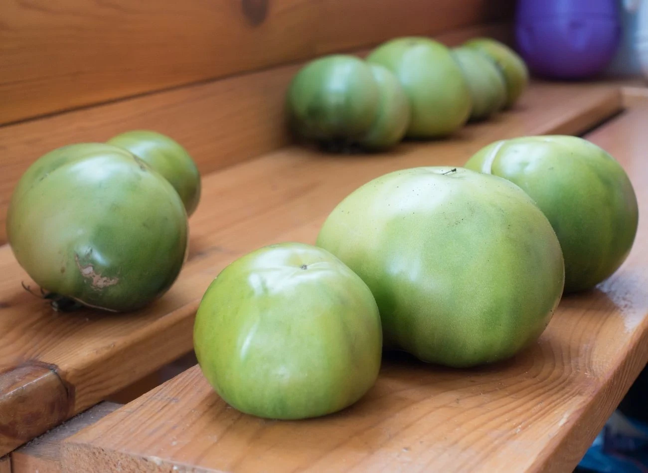 Zielone pomidory, które chcemy przechowywać na zimę, muszą być zdrowe i nieuszkodzone