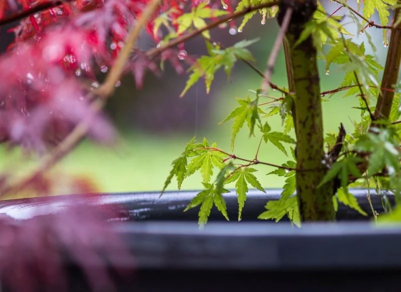 Klon palmowy w donicy może dekorować balkon lub taras