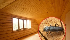 Spuszczel pospolity to groźny szkodnik drewna.