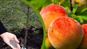 Zanim posadzimy brzoskwinię, odpowiednio zadbajmy o glebę.