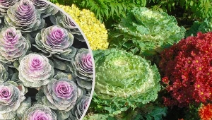 Kapusta ozdobna jest niezwykle wytrzymała. Jej odporność na mrozy, choroby i szkodniki sprawi, że zapragniesz jej w swoim ogrodzie.