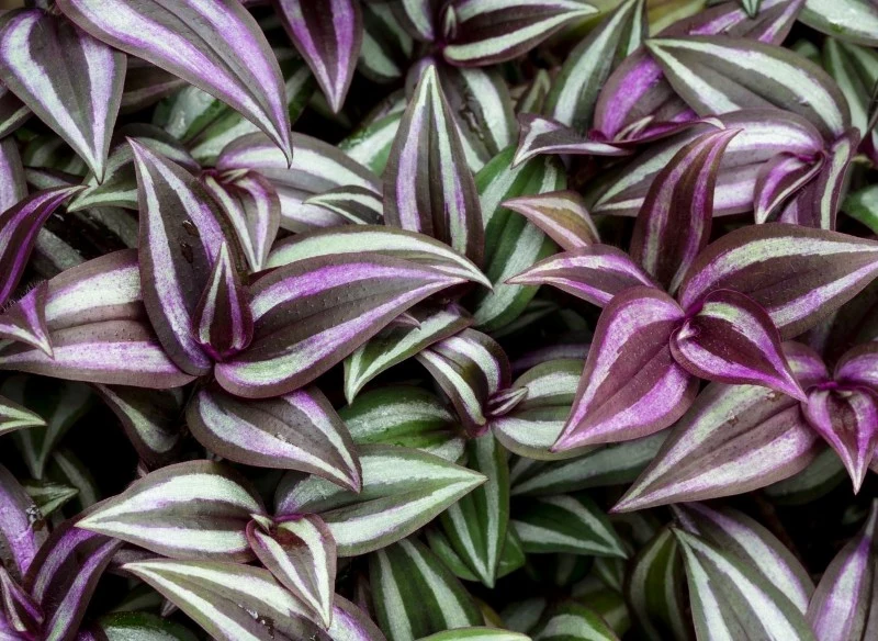 Trzykrotka jest stosunkowo łatwa w uprawie