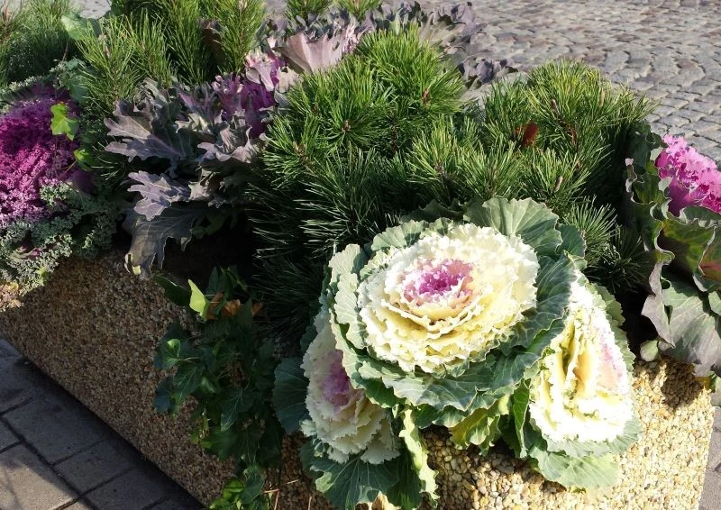 W uprawie doniczkowej najlepiej sprawdzą się odmiany z grupy Osaka F1