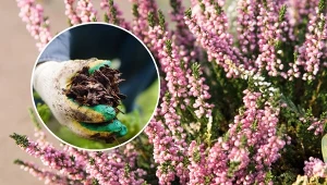 Co zrobić, żeby wrzosy przetrwały zimę? Zobacz, jak je zabezpieczyć przed mrozami.