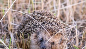Obecność jeża w ogrodzie to dobry znak.