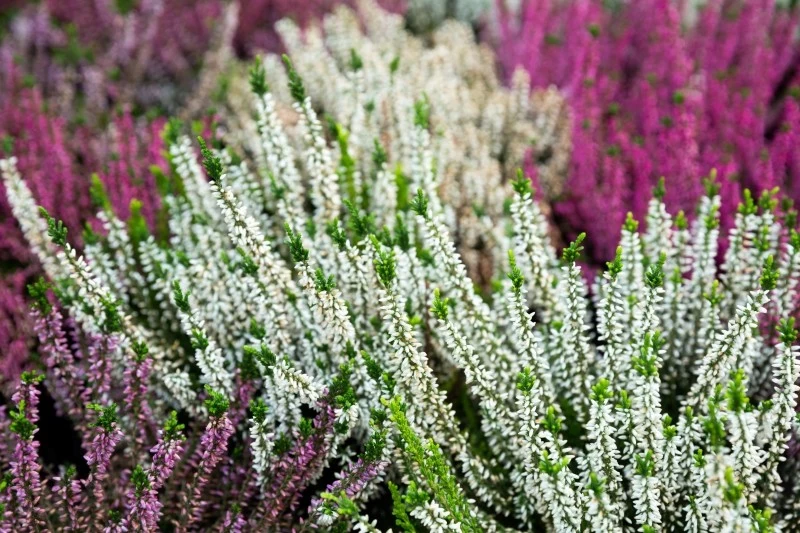 Wrzosy najlepiej sadzić do gruntu od połowy września do połowy października