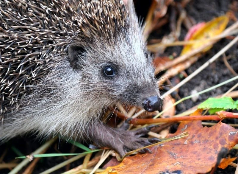 Ciemny nosek na wydłużonym pyszczku jeża jest zawsze wilgotny