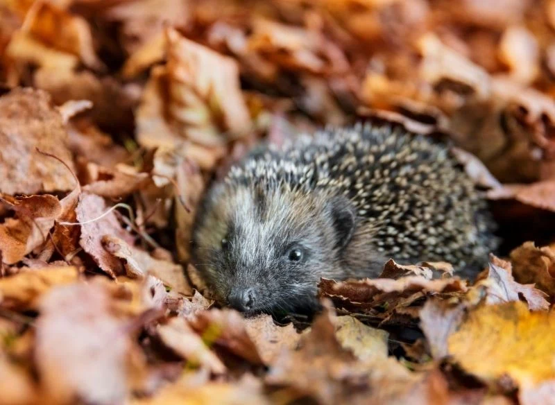 Jeż szuka bezpiecznego schronienia wśród liści