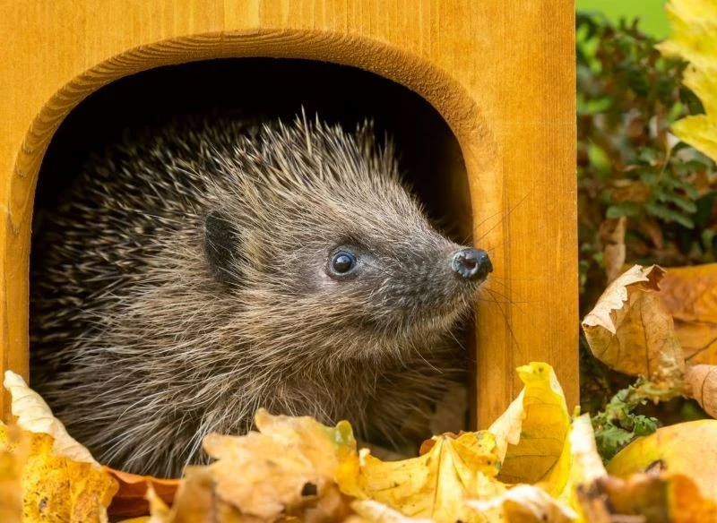 Dla jeża możemy kupić lub samodzielnie zbudować drewniany domek