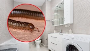 Krocionogi jesienią wchodzą do naszych domów.