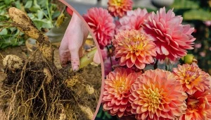 Dalie nie są odporne na mróz, dlatego na zimę należy je wykopać i przechować w miejscu zabezpieczonym przed mrozem.