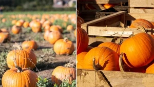 Dynię można dość długo przechowywać, ale pod pewnymi warunkami.