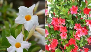 Sundaville nie są mrozoodporne, dlatego musimy odpowiednio zabezpieczyć je przed chłodem.