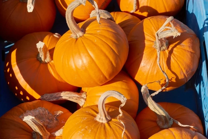 W odpowiednich warunkach dynię można przechowywać przez sześć miesięcy